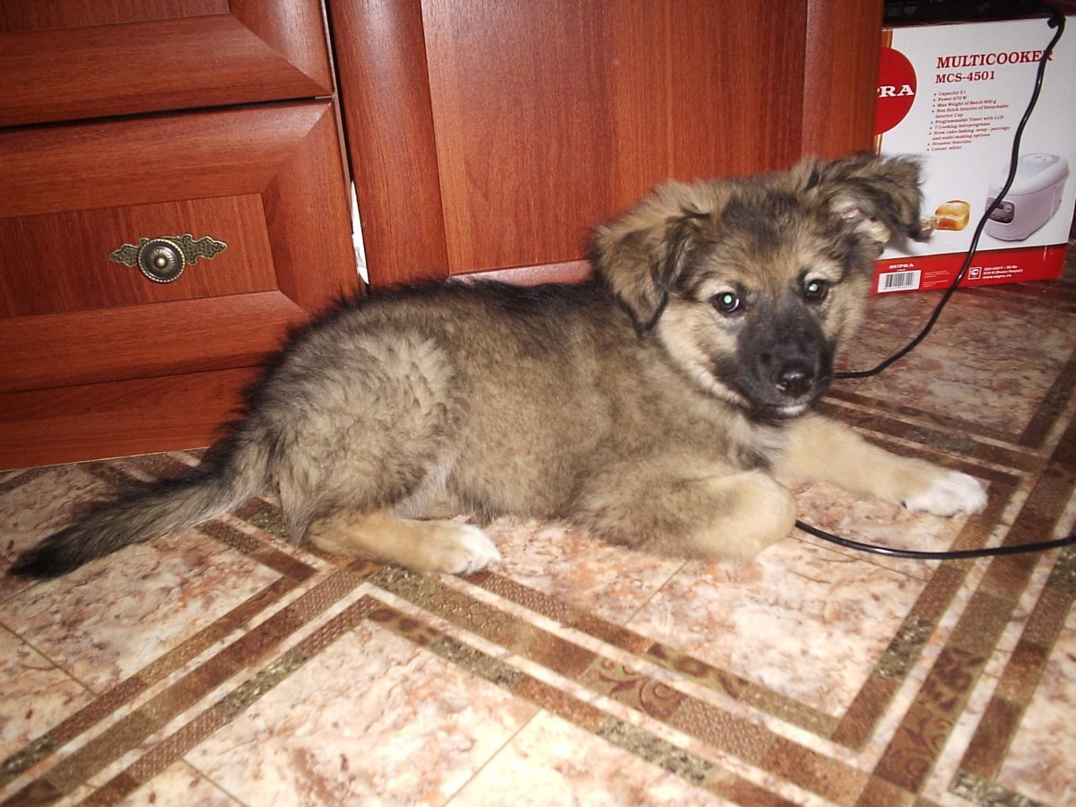 Смесь алабая и кавказской овчарки