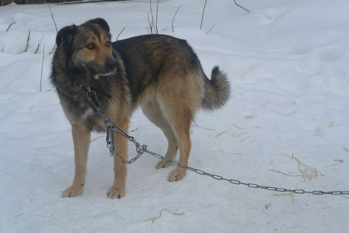 Тигровая Кавказская овчарка