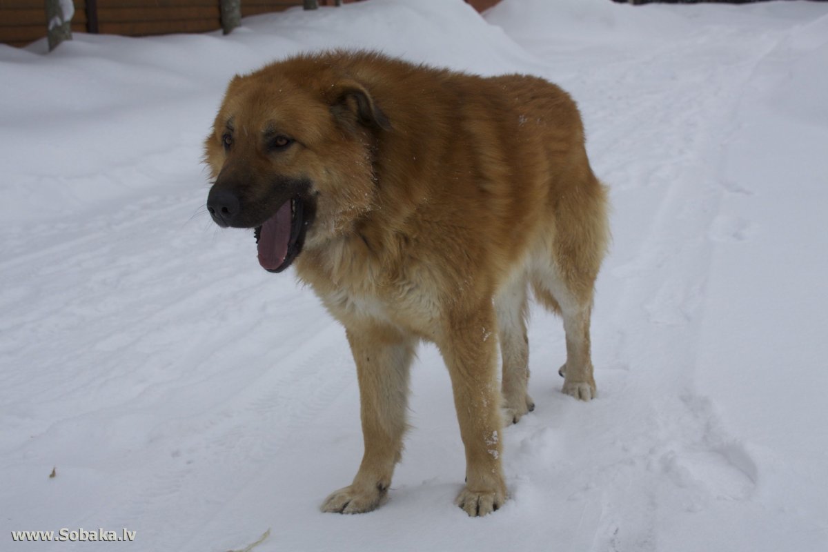 Помесь чау с овчаркой кавказской