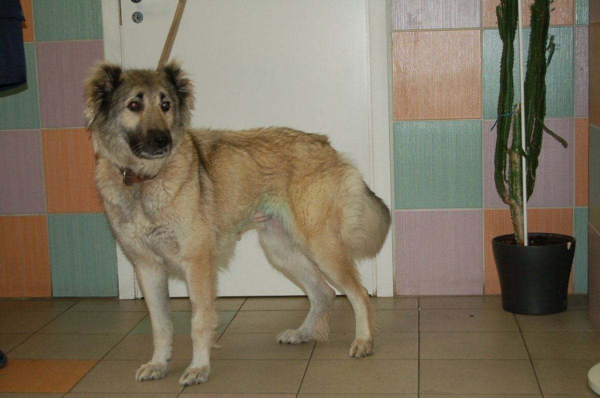 Питомник кавказских овчарок Енисейское Созвездие