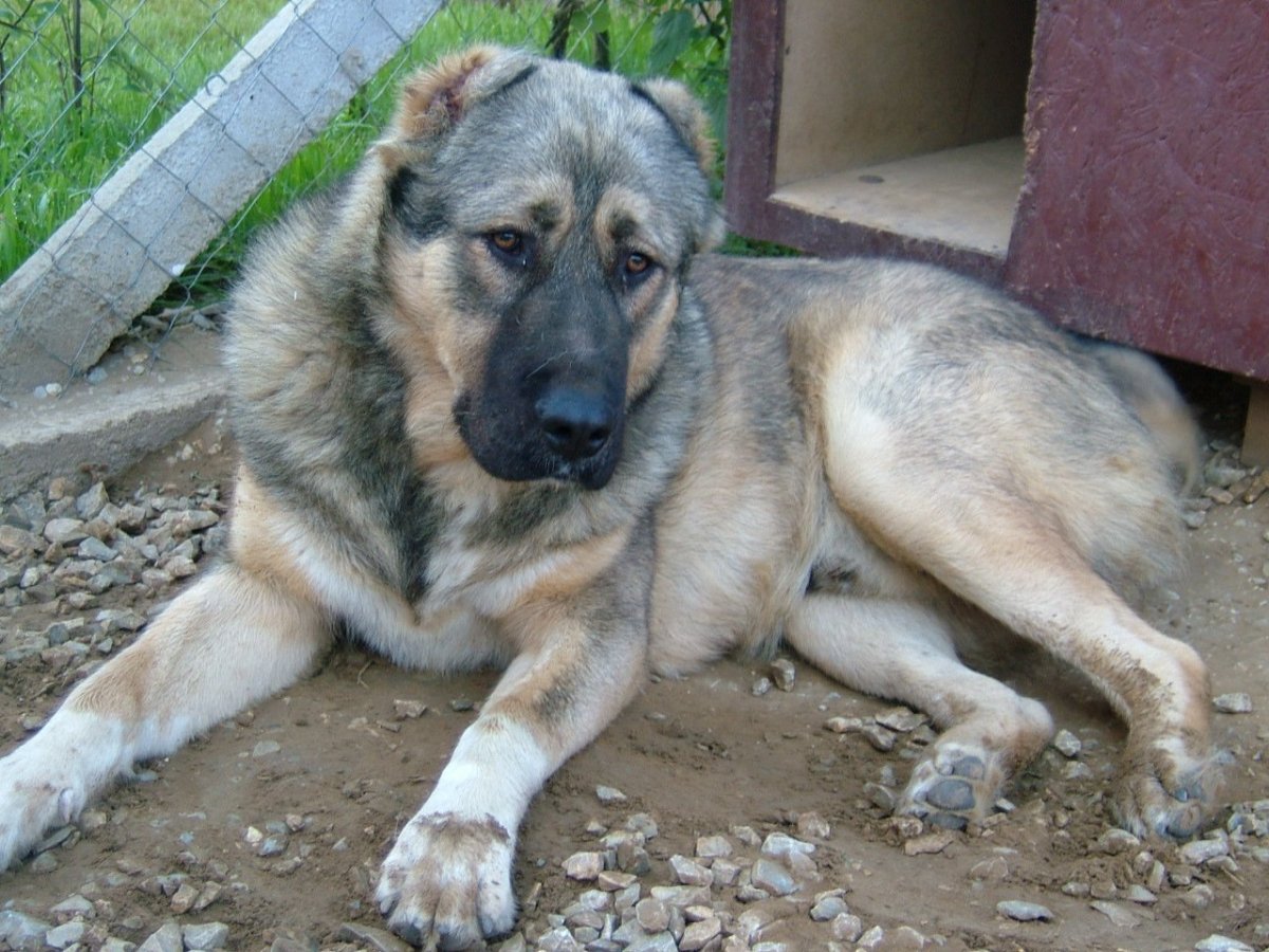 Метис кавказской овчарки
