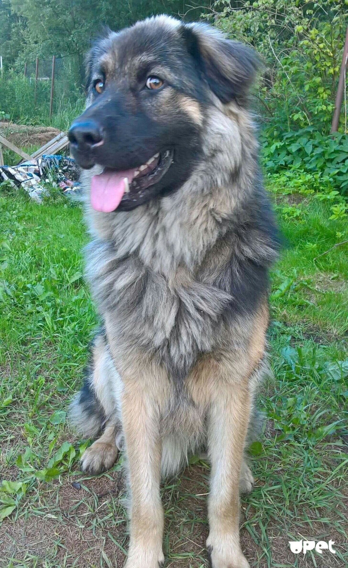 Помесь волкодава и кавказской овчарки