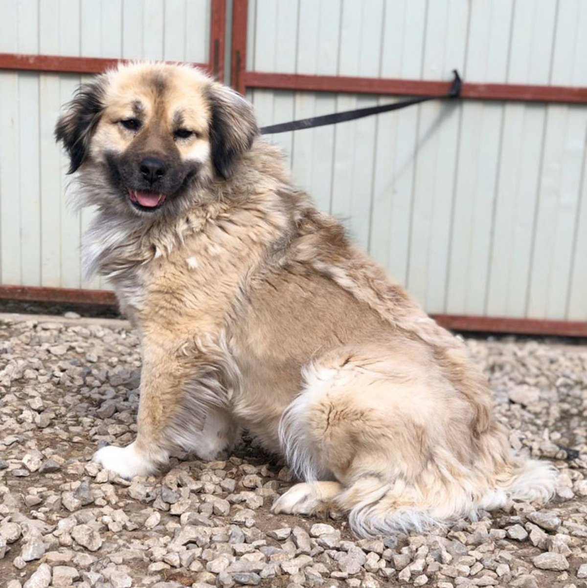 Чак метис овчарки