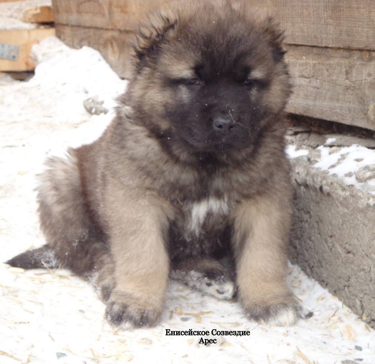 Метисы кавказской овчарки 3 месяца