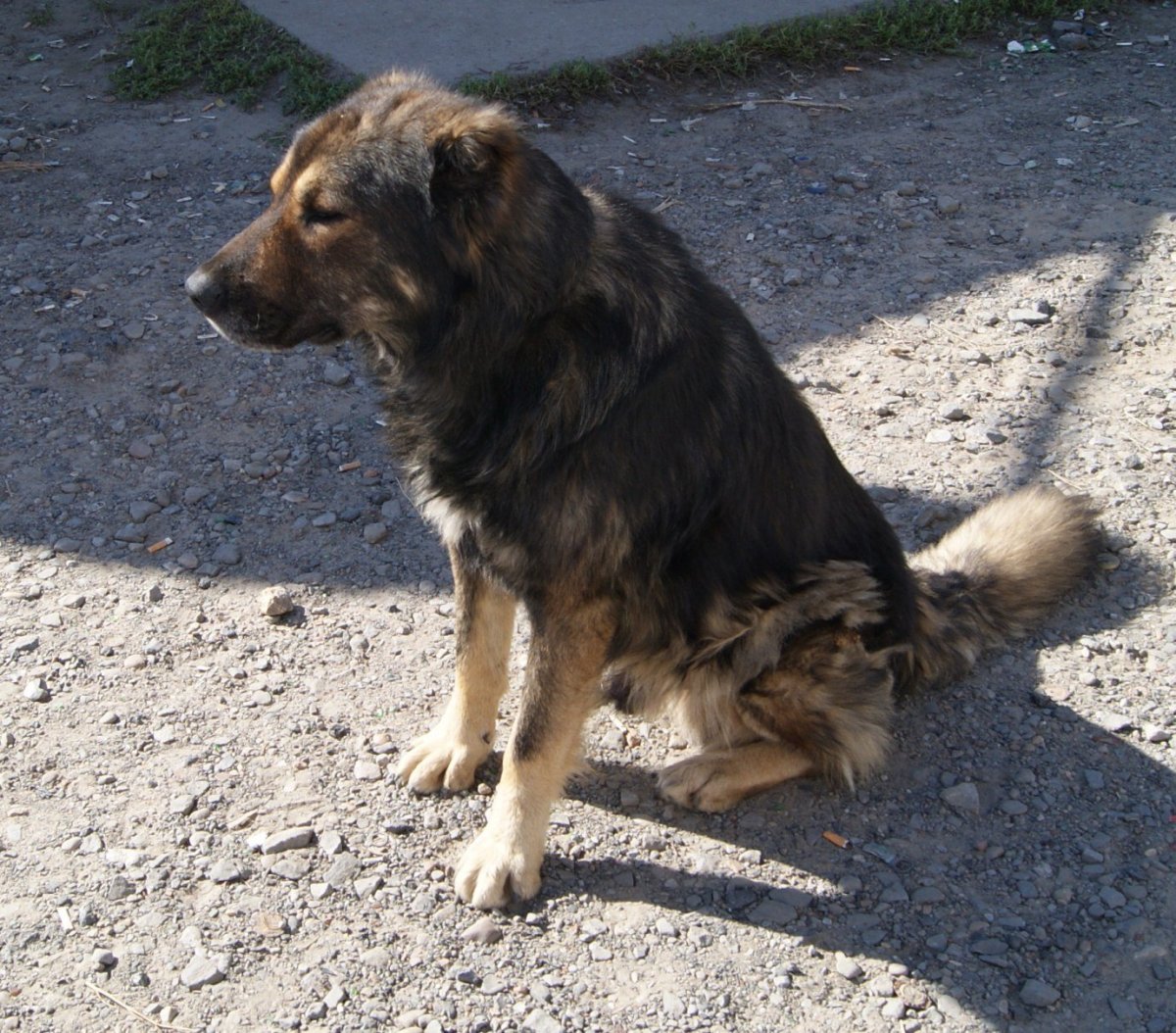 ВЕО И Кавказская овчарка