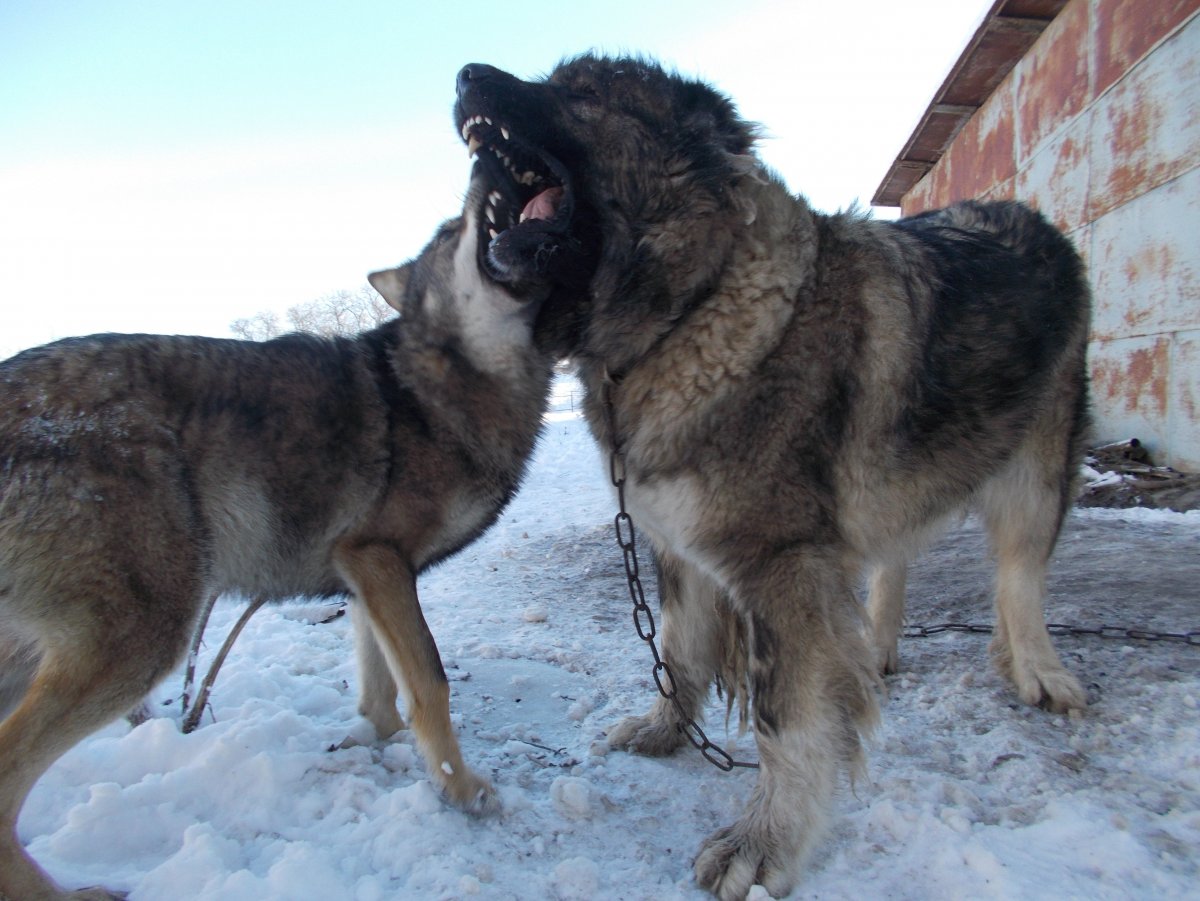 Помесь Кавказская овчарка и дворняжка