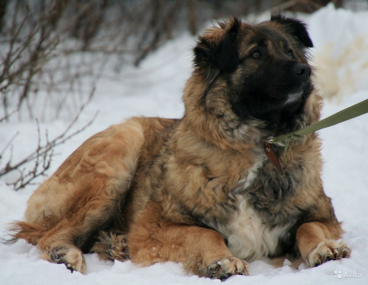 Кавказская овчарка и алабай помесь