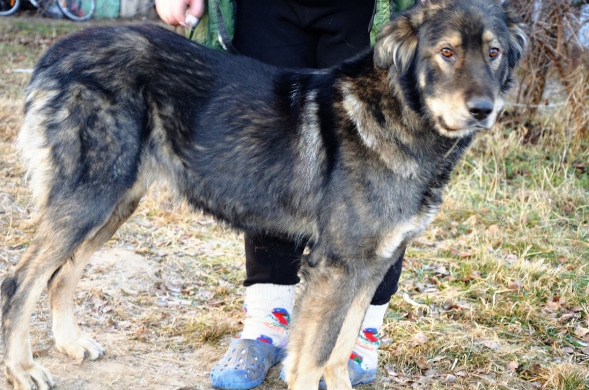 Метис овчарки дворовой