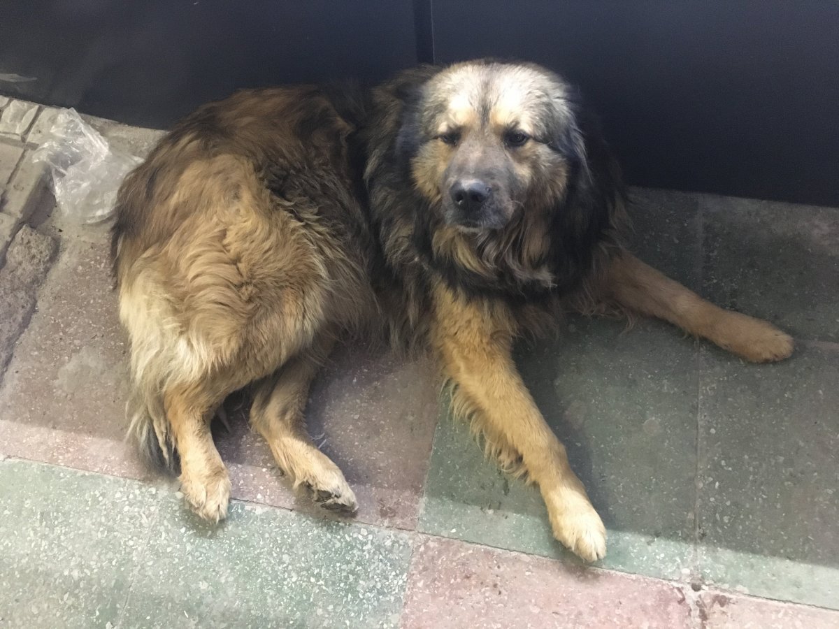 Щенки кавказской овчарки 200745