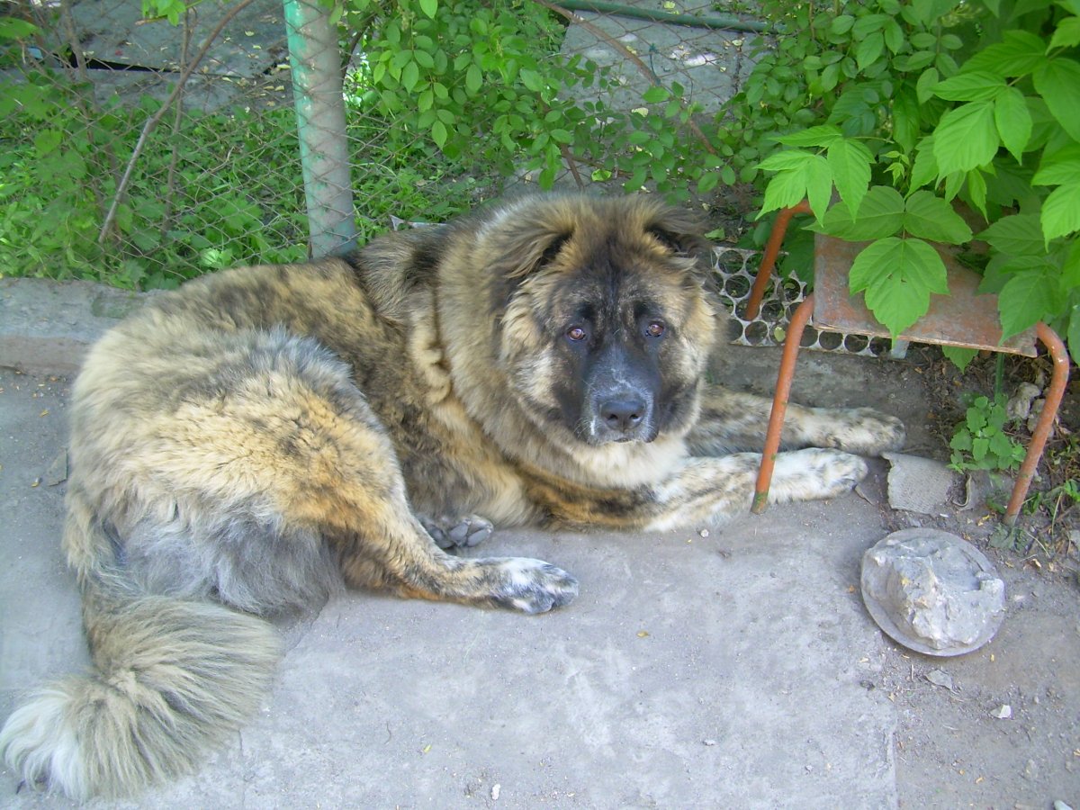 Кавказская овчарка и колли