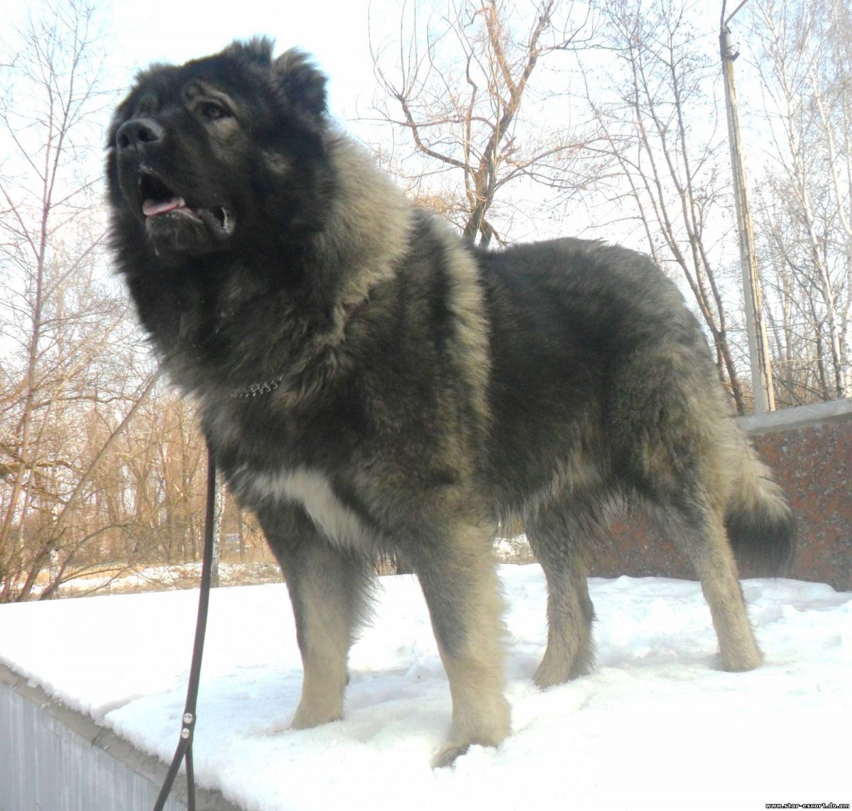 Кавказская овчарка Барон