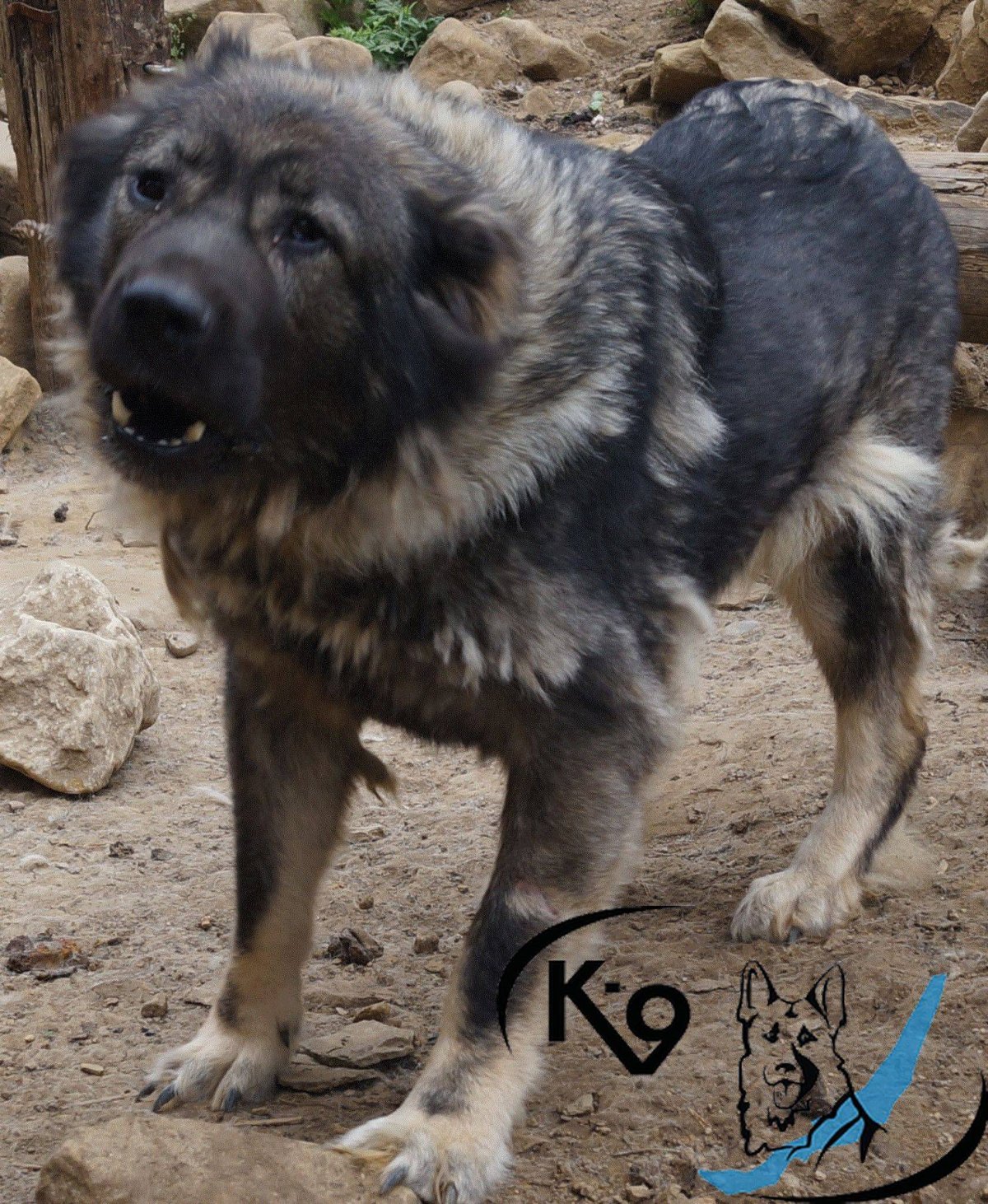 Помесь волка и кавказской овчарки