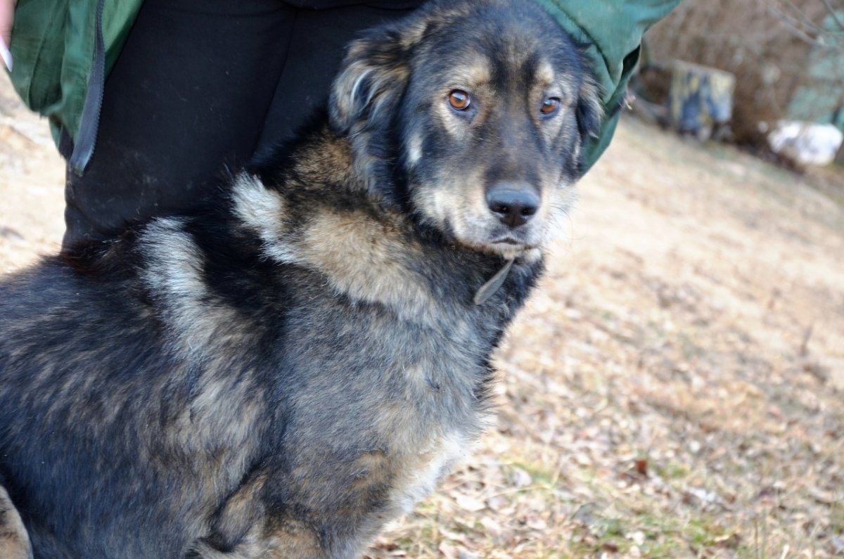 Немецко Кавказская овчарка