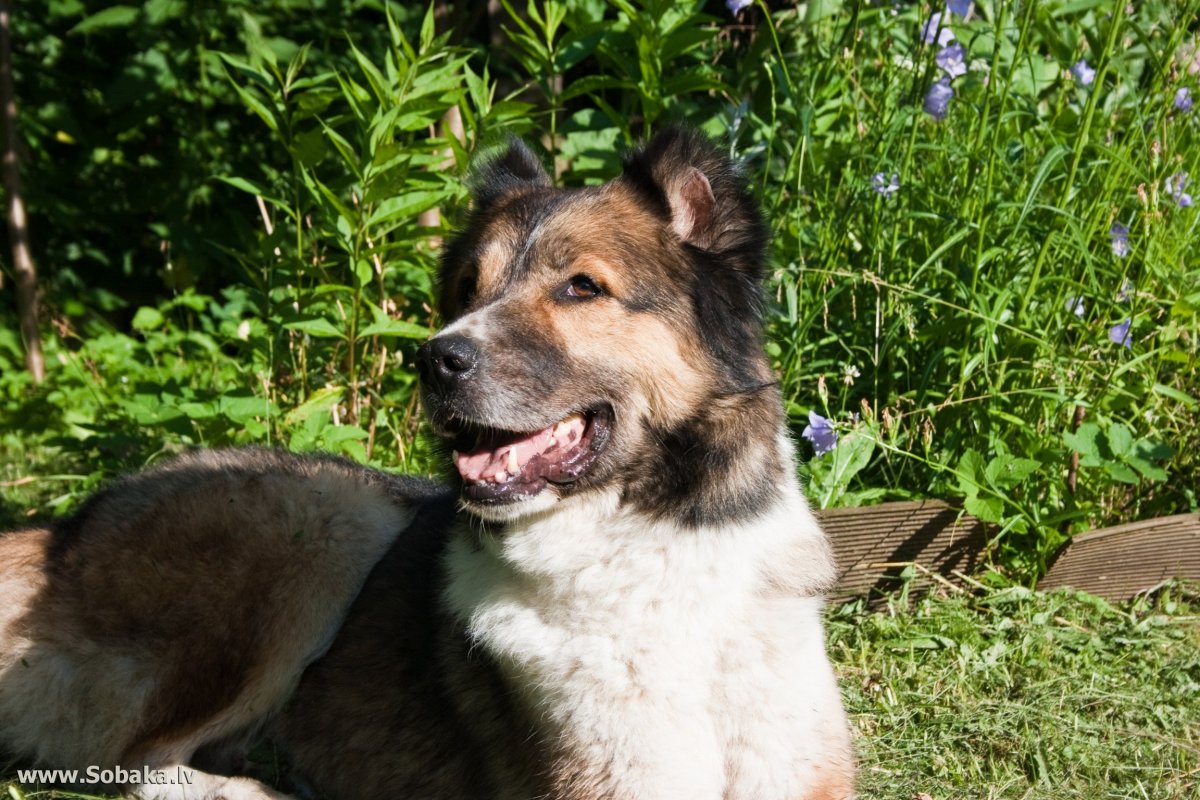 Смесь немецкой и кавказской овчарки