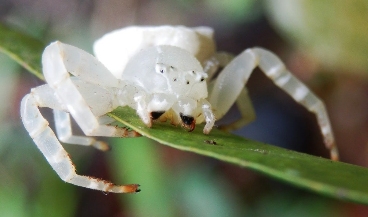 Паук белый Каракурт