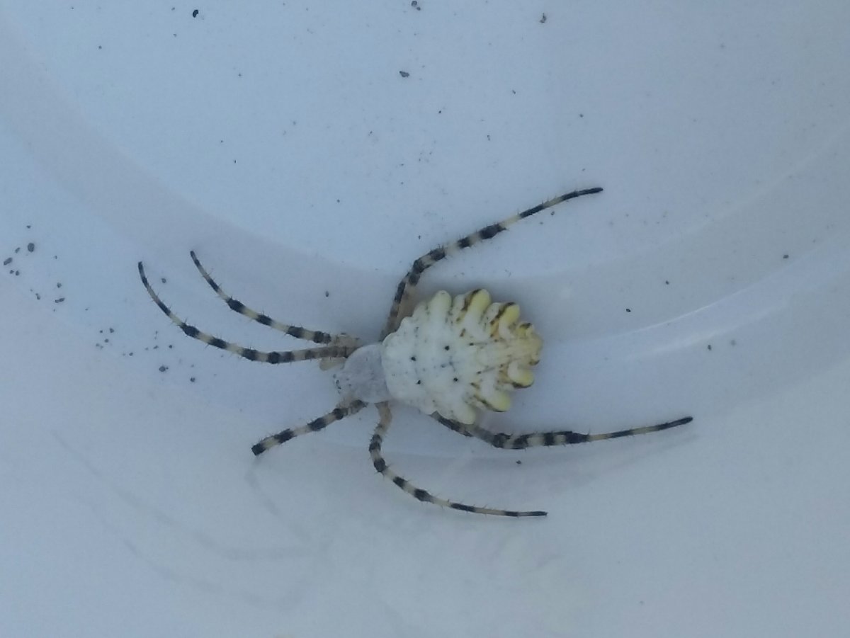 Паук Misumena vatia самец