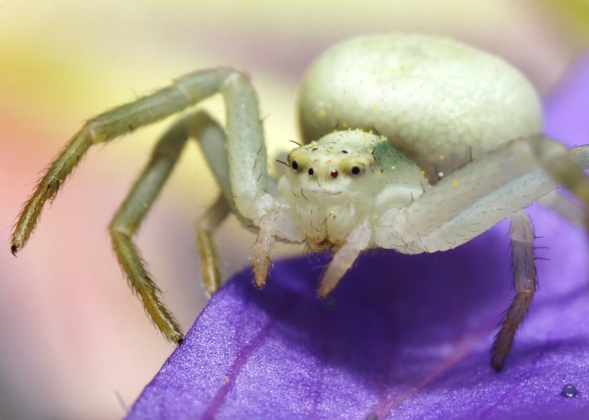 Южный белый паук Каракурт