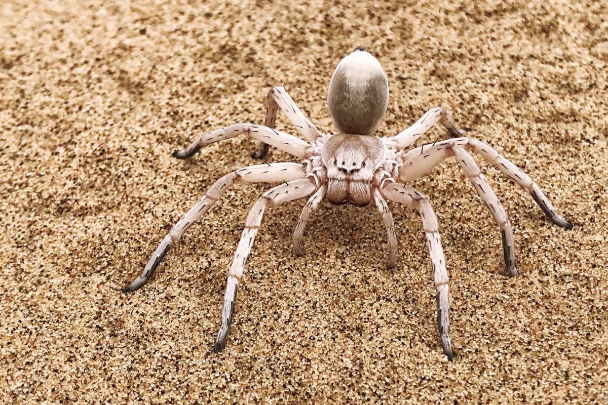 Галеодосский паук