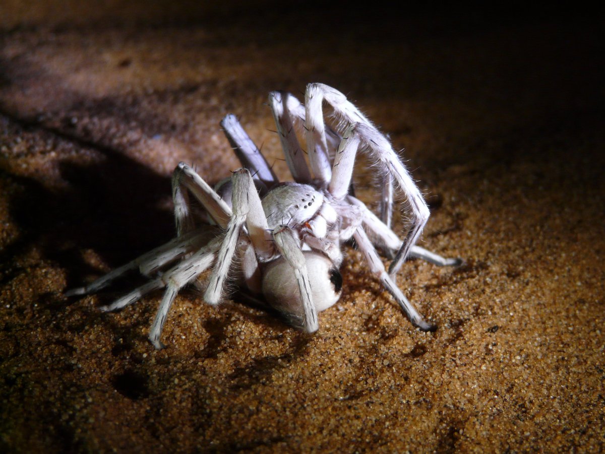 Каракурт альбинос паук