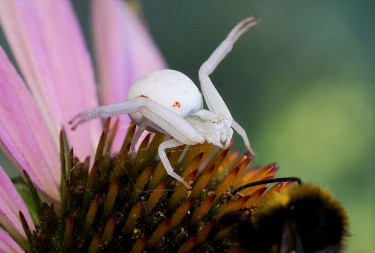 Паук с белым крестом