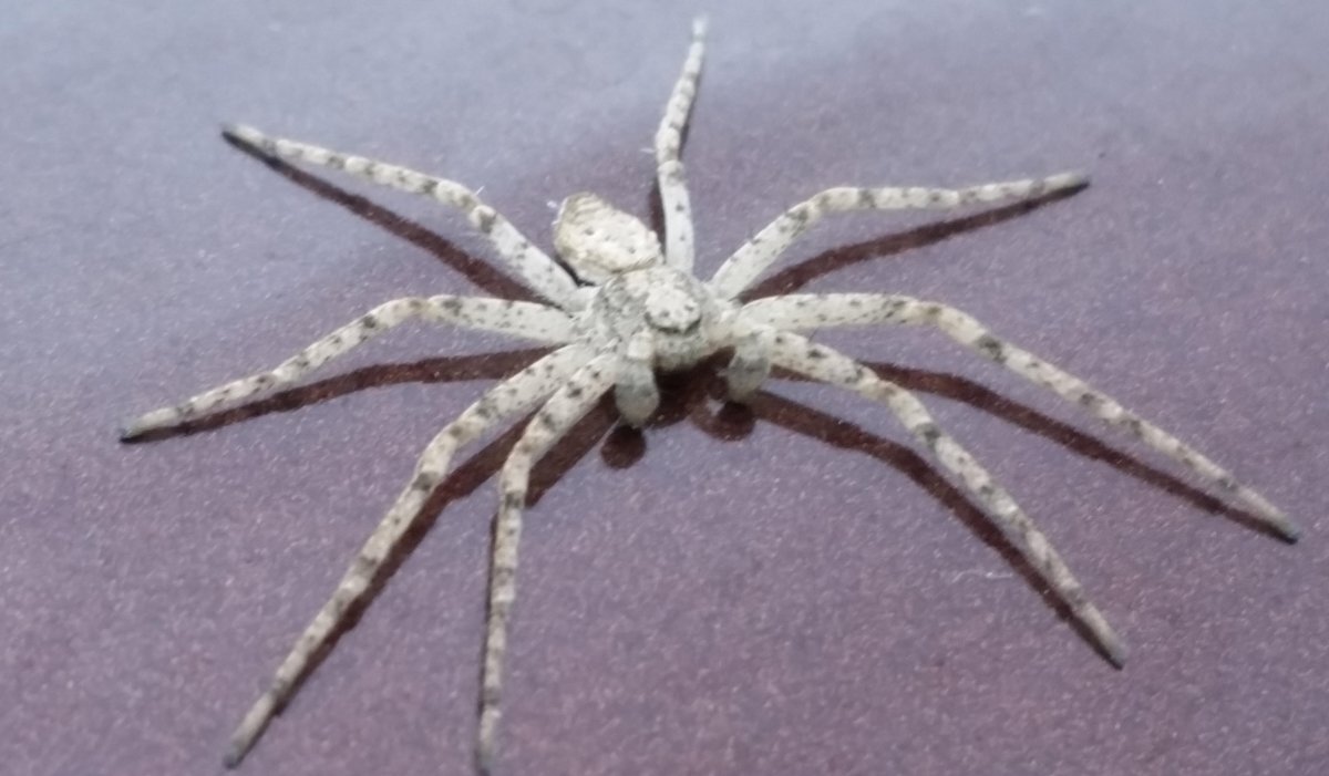 Паук белый Каракурт