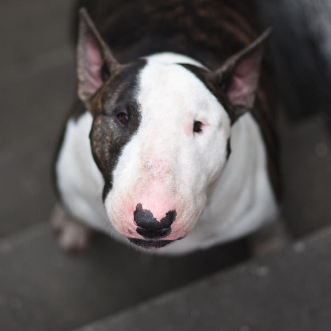 Гамбийская сумчатая крыса