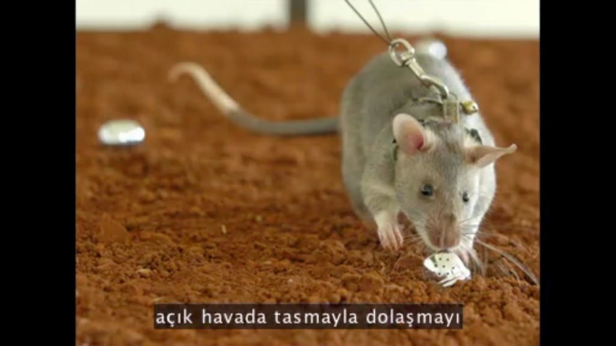 Афганистан 2020 год