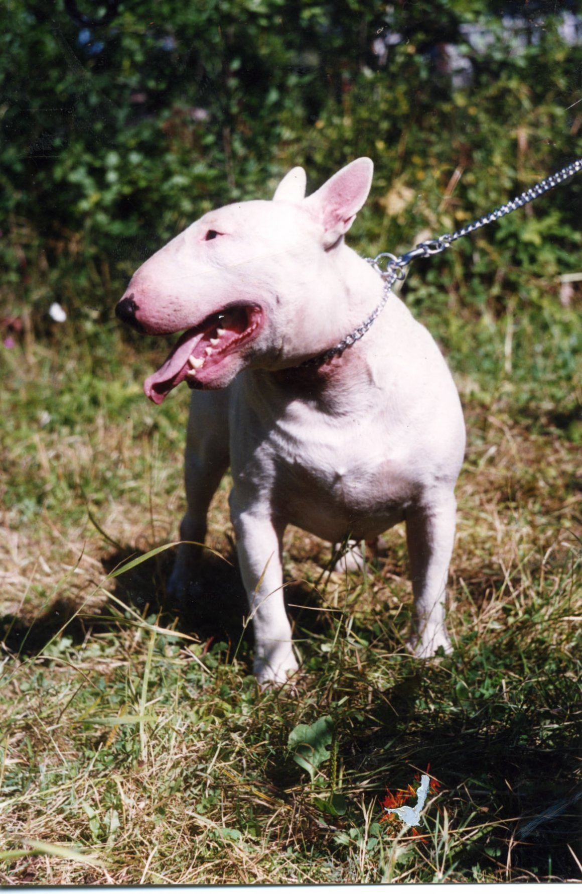 Yu_Frol крыса Инстаграм