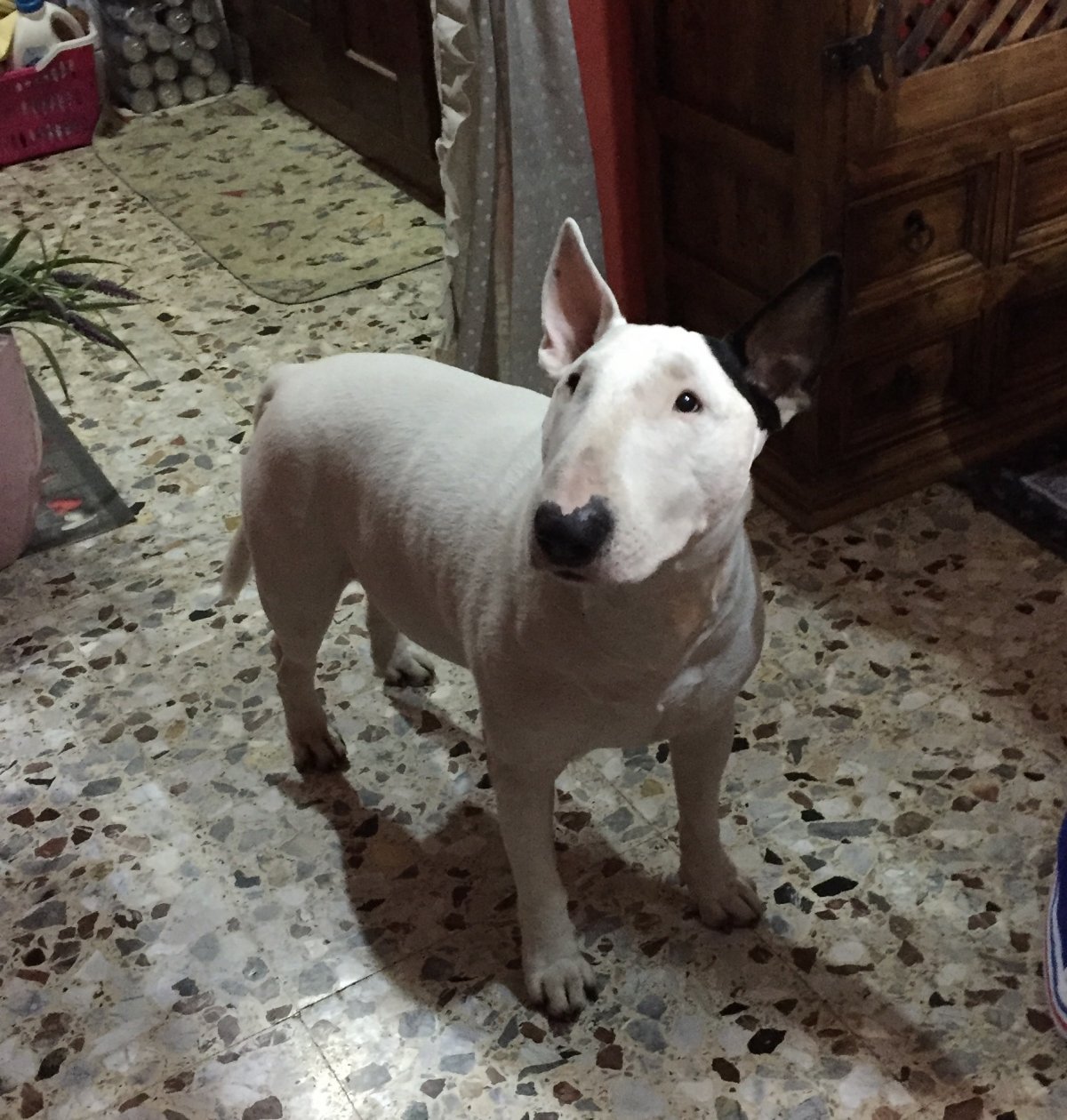 Свитер для таксы