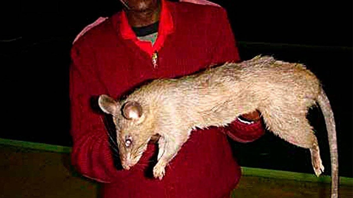 Шерстяная крыса Босави