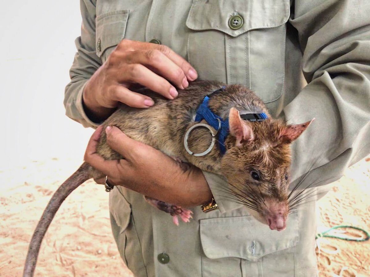 Афганистан овцеводство