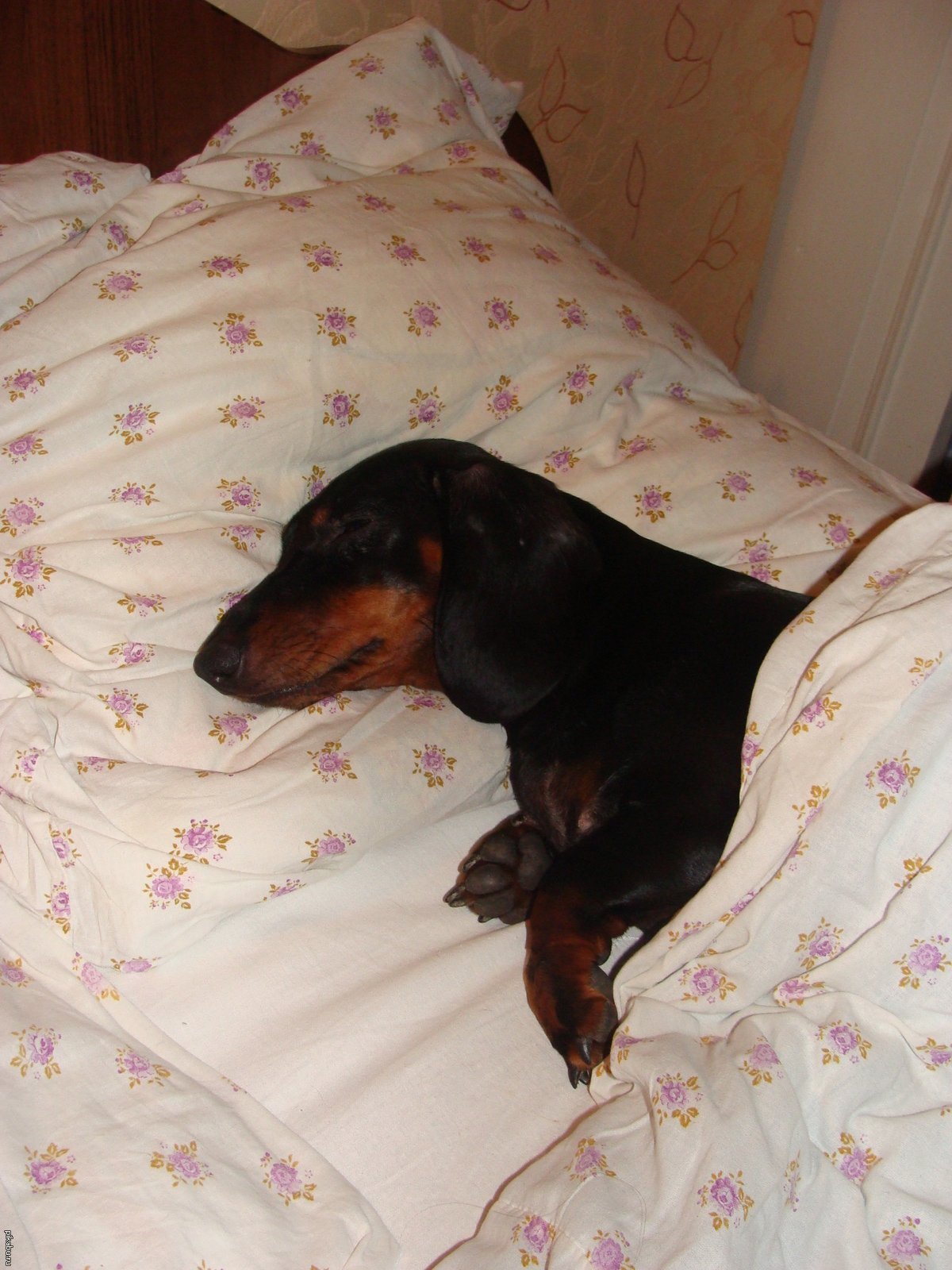 Малый оленёк канчиль