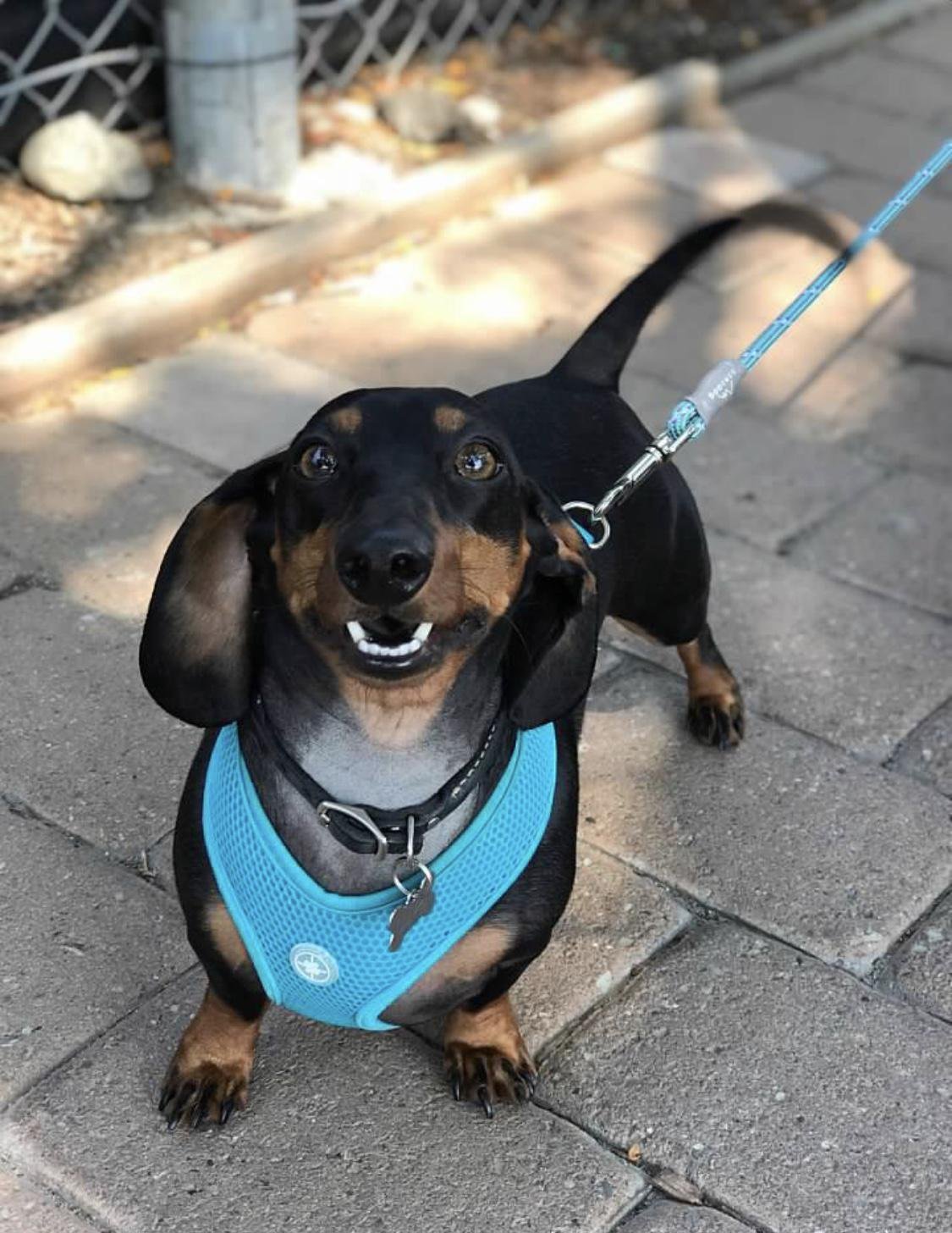 Афганская крыса похожа на таксу