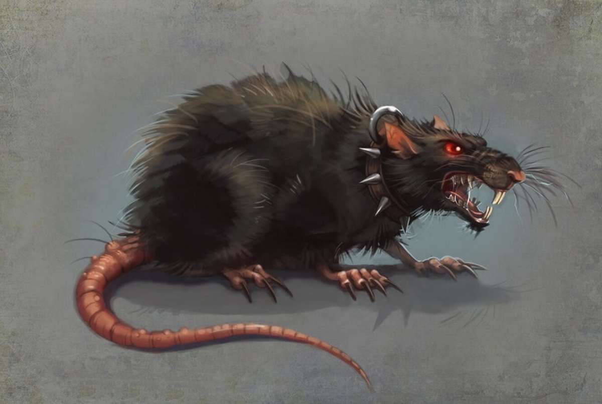 Крысы домашние черная