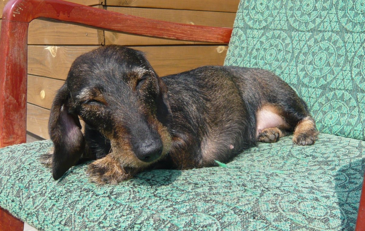 Гигантская Африканская сумчатая крыса