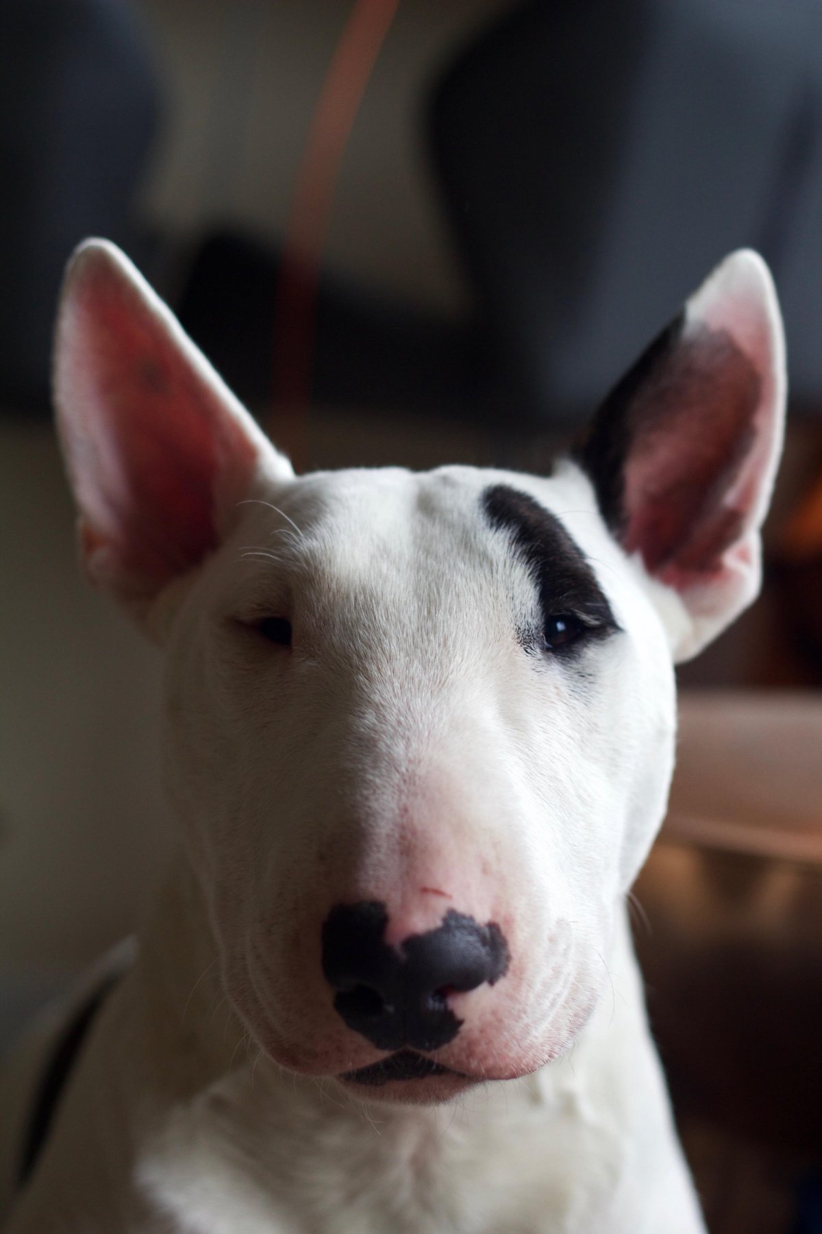 Африканская крыса МАГАВА