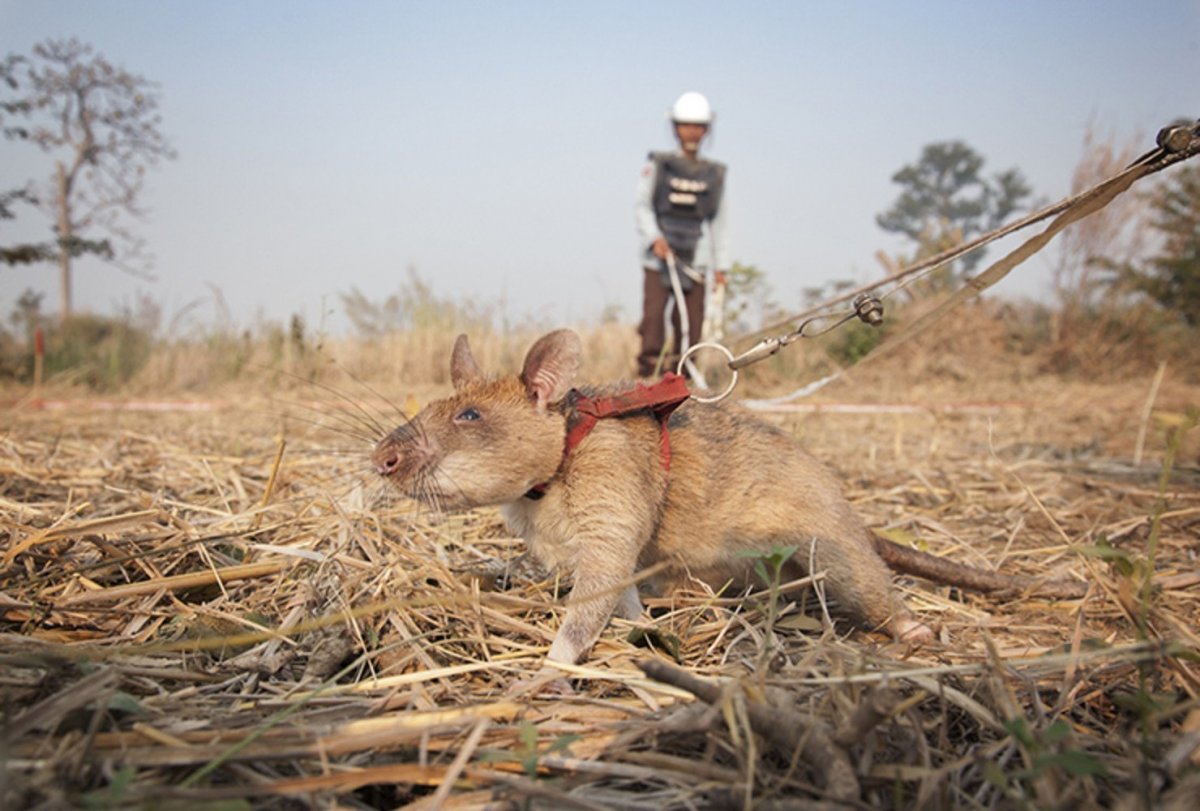 Афганская крыса людоед