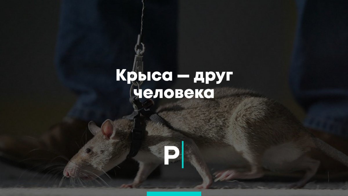 Помытый щенок таксы