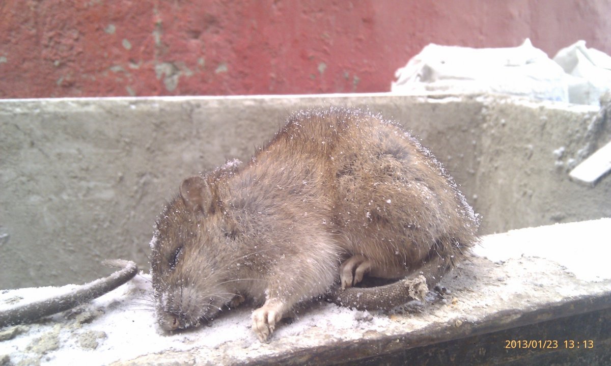 Афганская крыса людоед