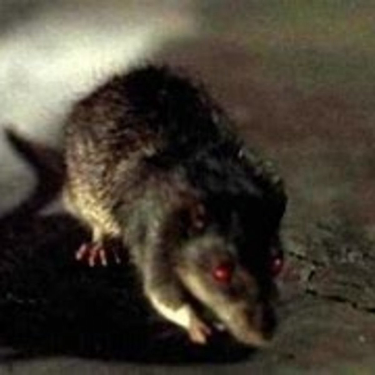 Бультерьер профиль