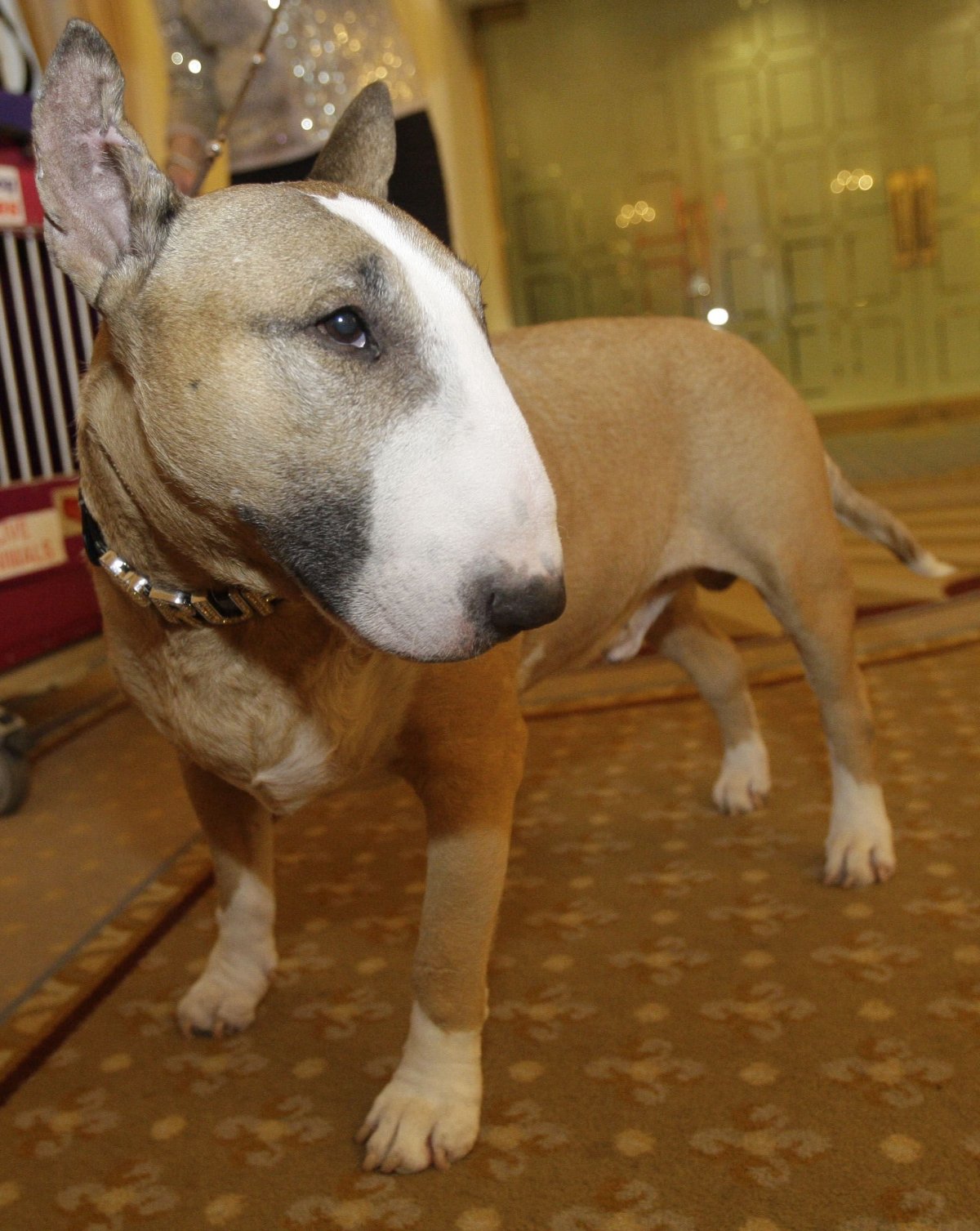 Собака такса лицо