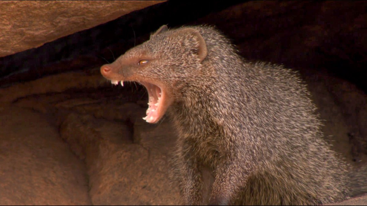 Сури бультерьер
