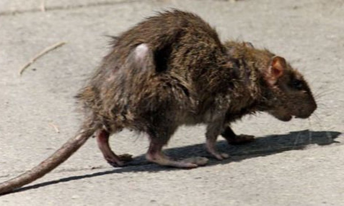 Упоротая собака