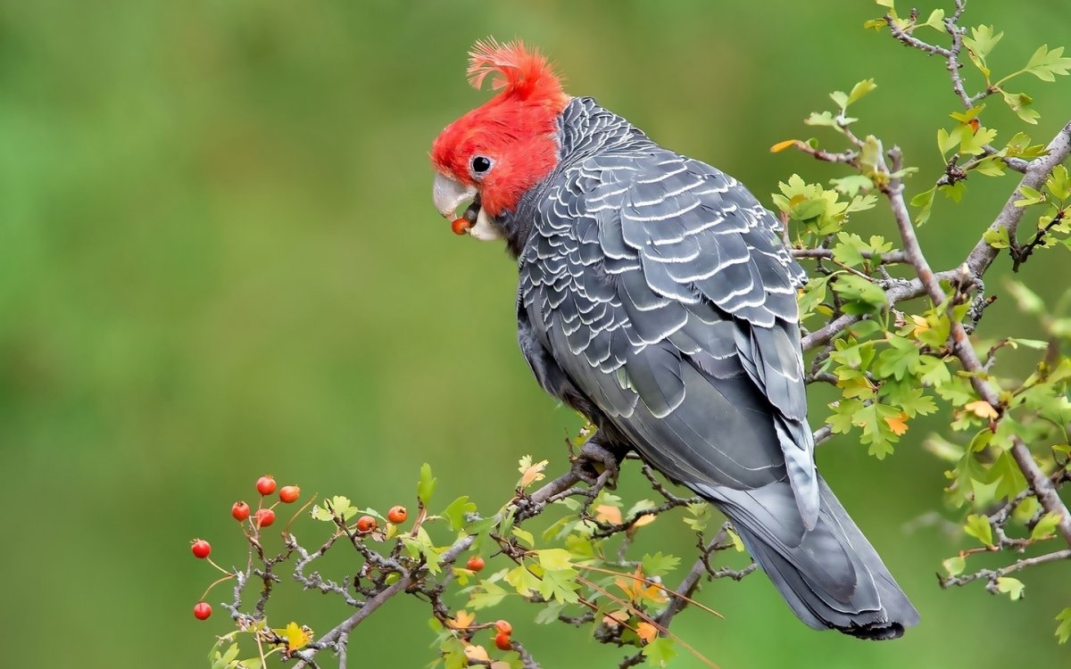 Пестрые птички с красным хохолком