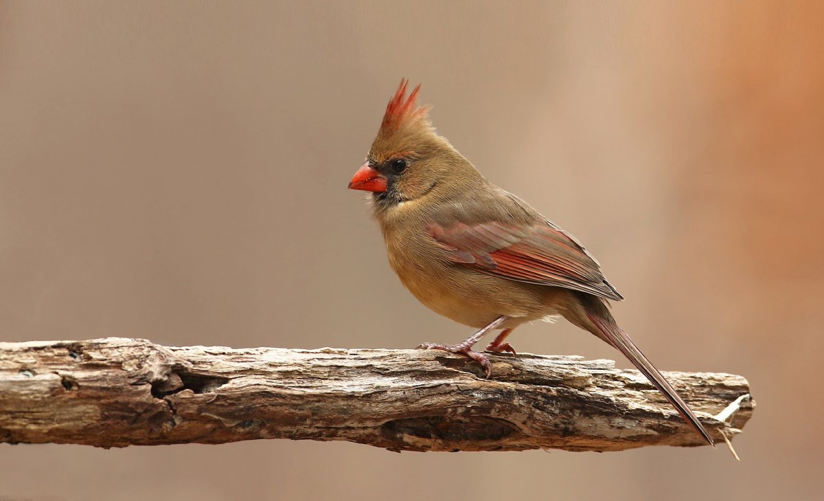 Мадагаскарский Удод
