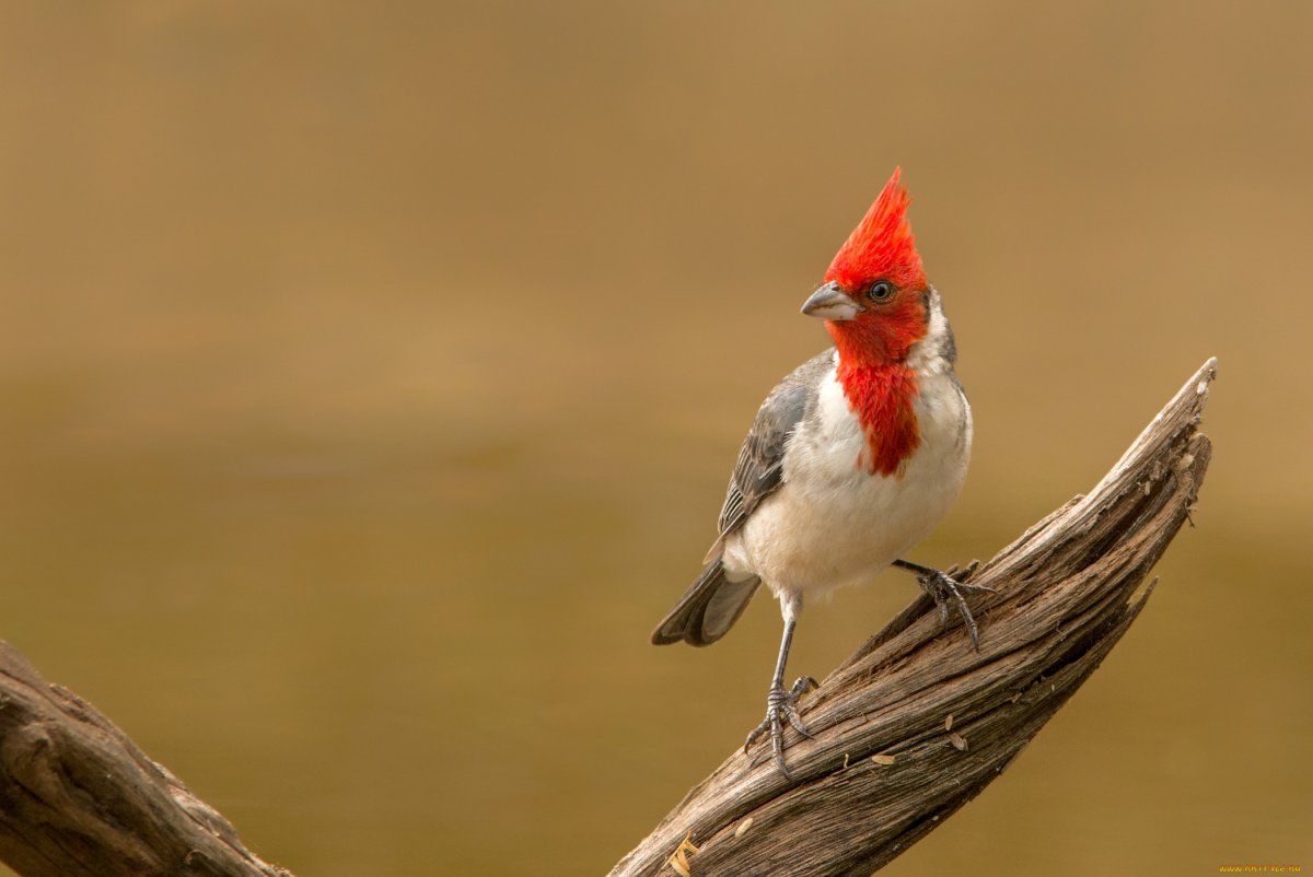 Хохлатая птица венценосный журавль