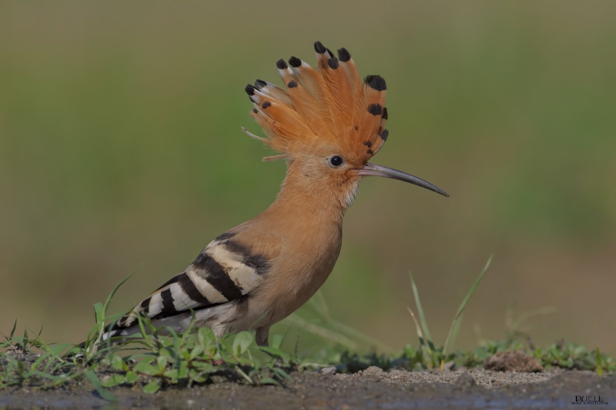 Дрозд свиристель Крымский