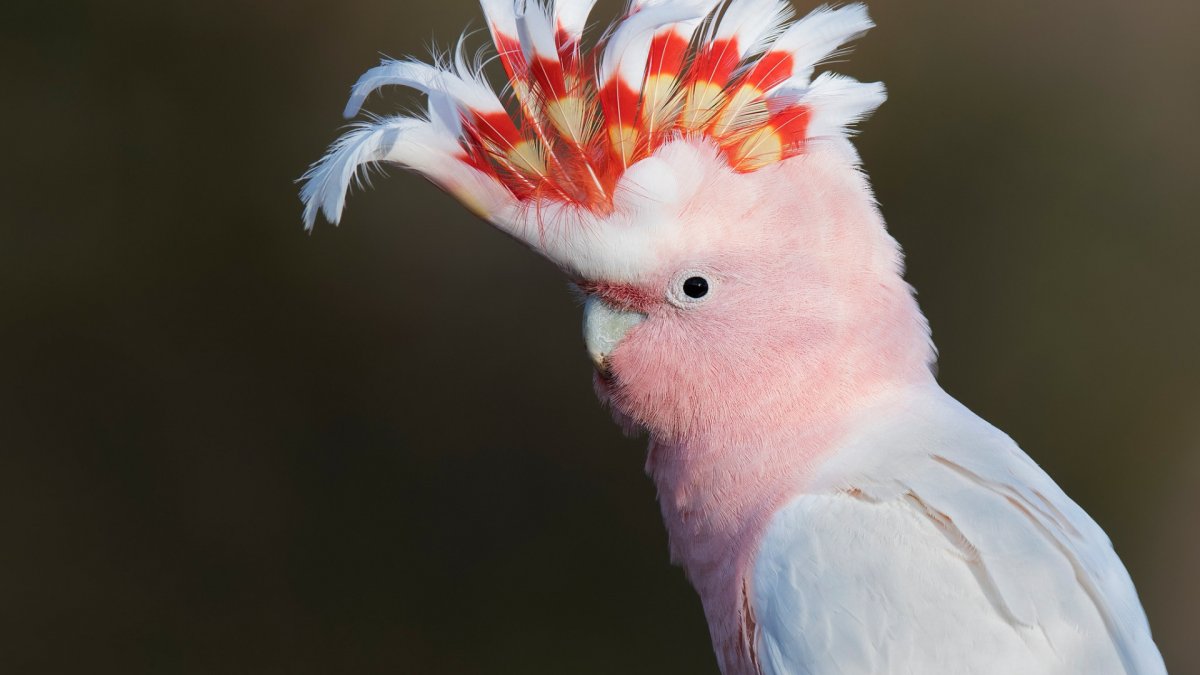 Хохлатая Пичуга