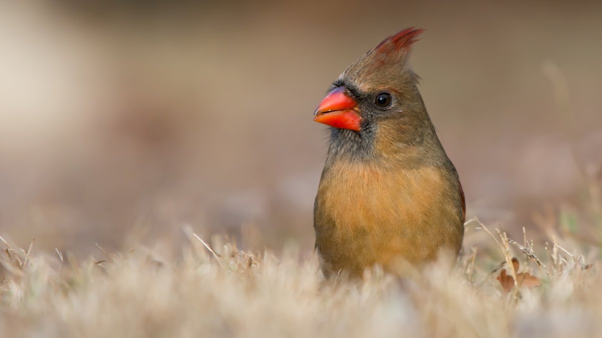 Птица с красным хохолком на голове