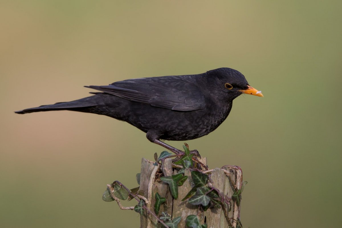 Черный Дрозд с черным клювом